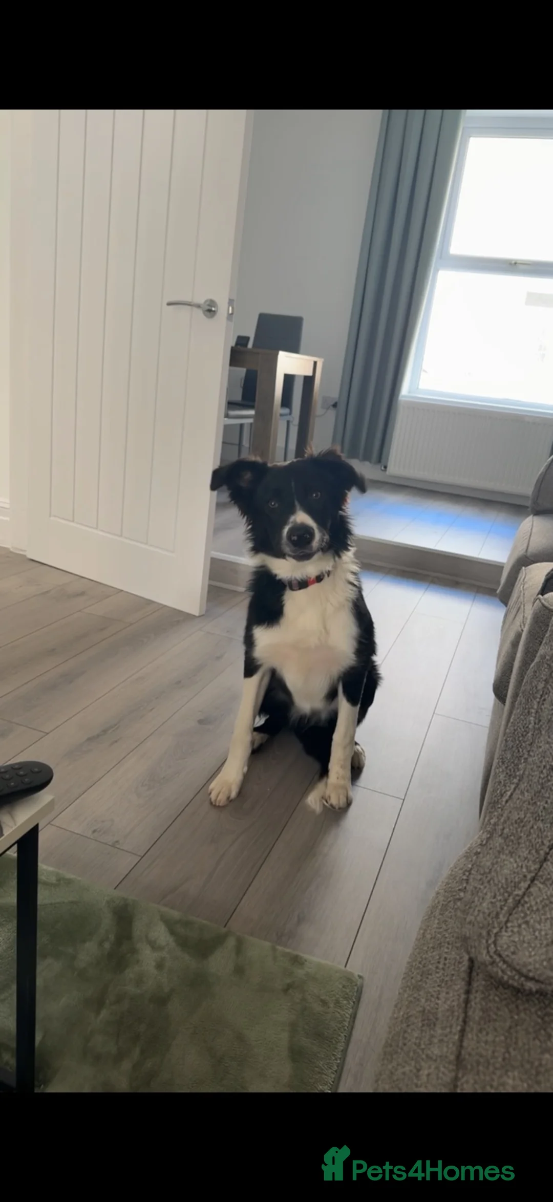 Border Collie dogs for sale: Olly  in Llanelli - Advert 2