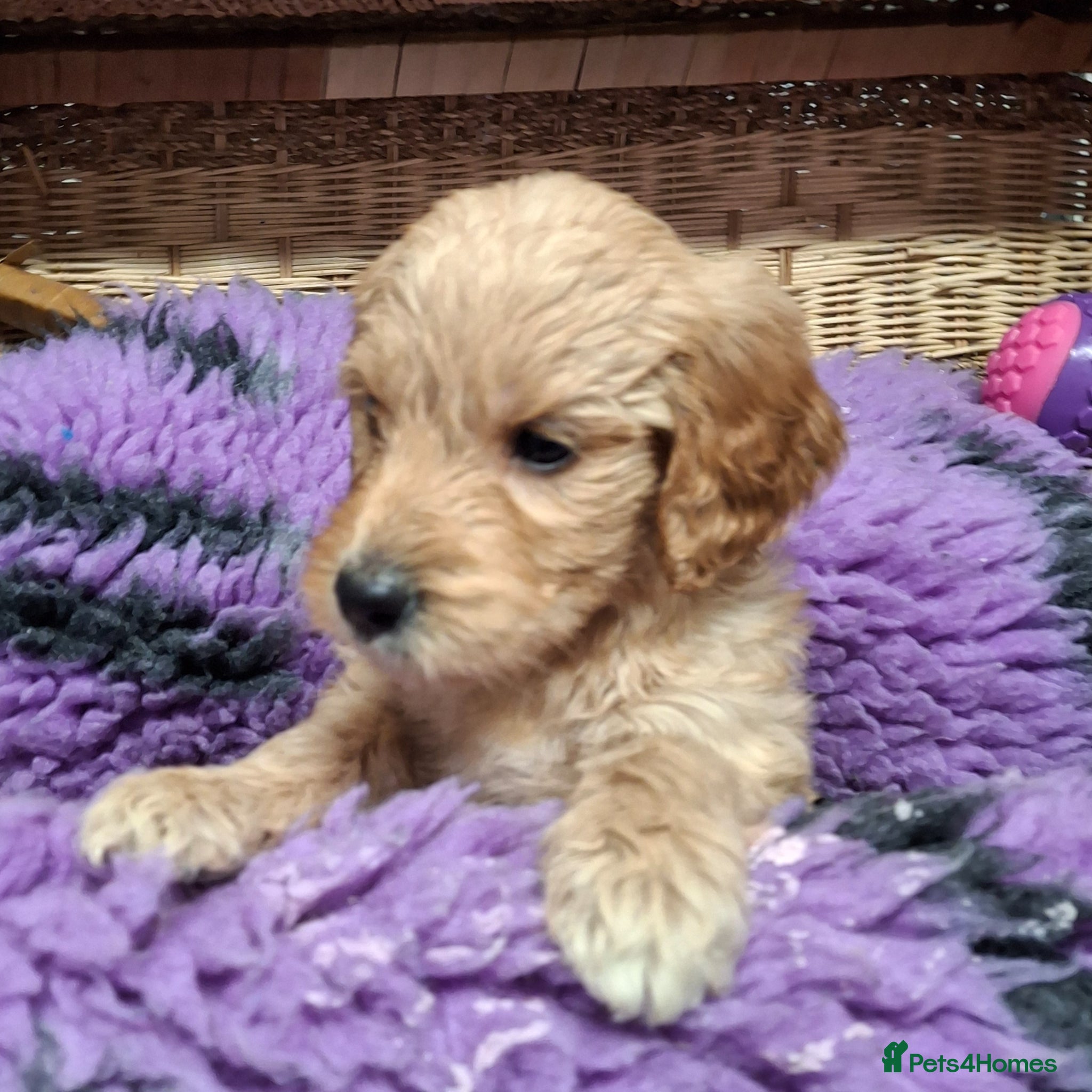 Goldendoodle dogs F1 Goldendoodle's - Advert 2