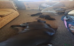 Border Terrier dogs for sale: Border terrier pups slem tested parents  - Image 3