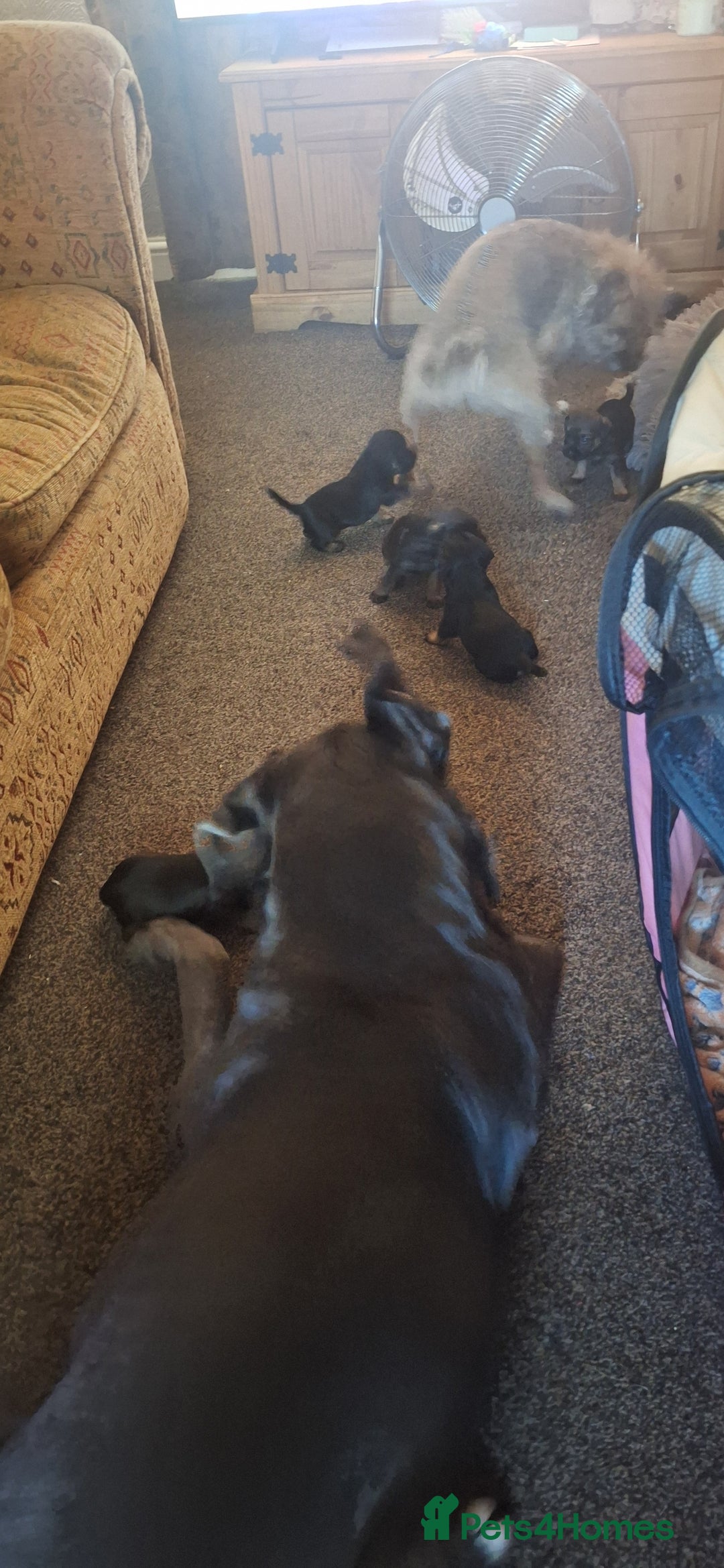 Border Terrier dogs for sale: Border terrier pups slem tested parents  - Image 3
