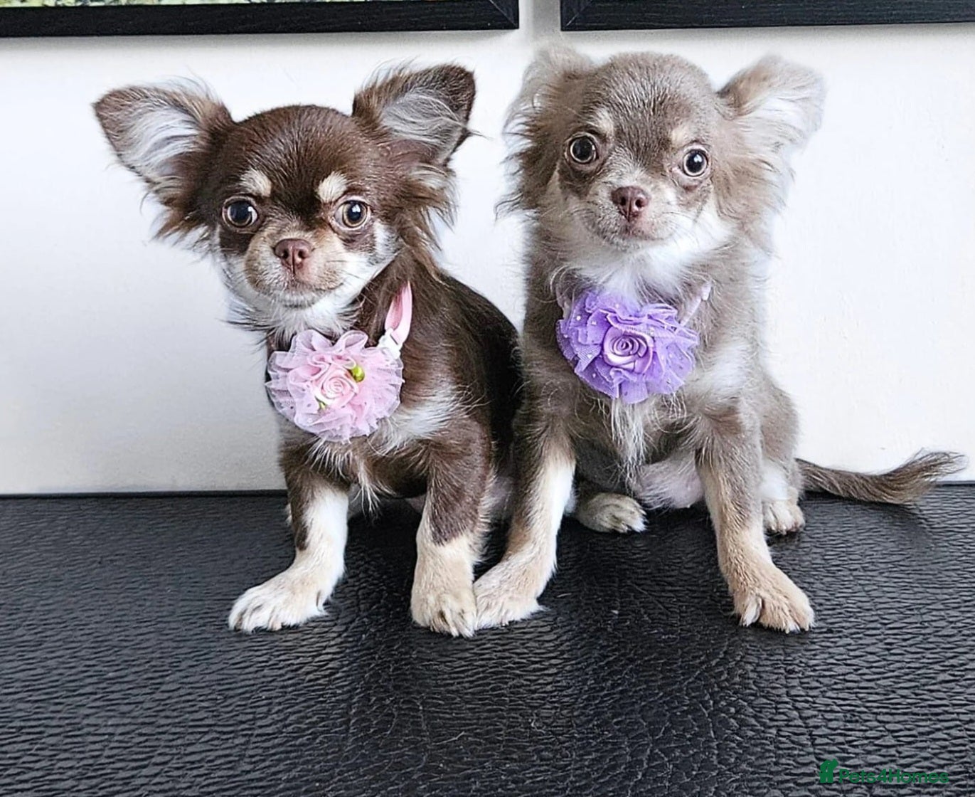 Chihuahua dogs Russian long coat girls.  - Advert 15