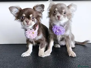 Chihuahua dogs Russian long coat girls. - Advert 15