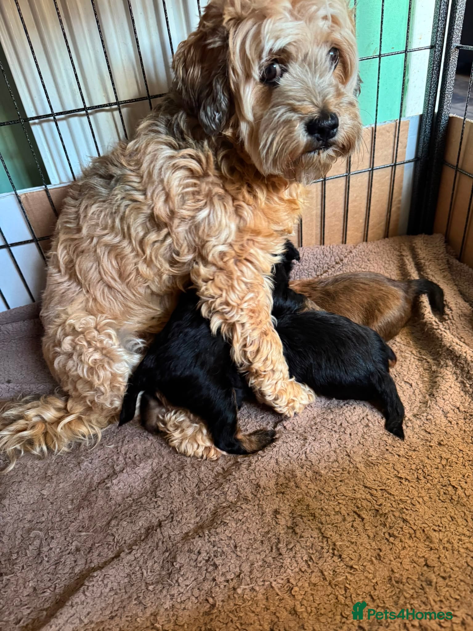 Mixed Breed dogs 3 Lhasapoo x Yorkshire terrier for sale  - Advert 2