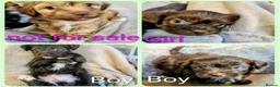 Chipoo dogs for sale: Poodle x chihuahua  - Advert 10