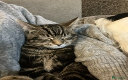 Russian Blue cats for sale: Russian blue boy cross bengal grey - Image 19