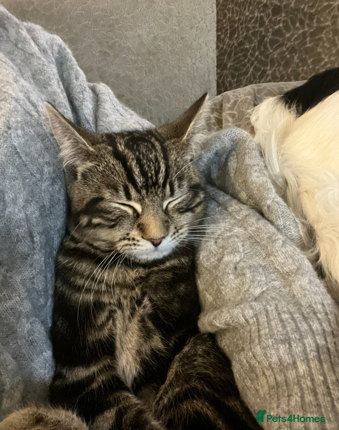 Russian Blue cats for sale: Russian blue boy cross bengal grey - Image 19