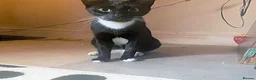 Mixed Breed cats for adoption: VIXEN - Advert 10