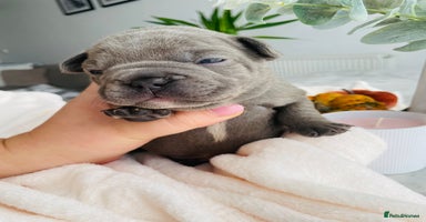 French Bulldog dogs - Advert 9