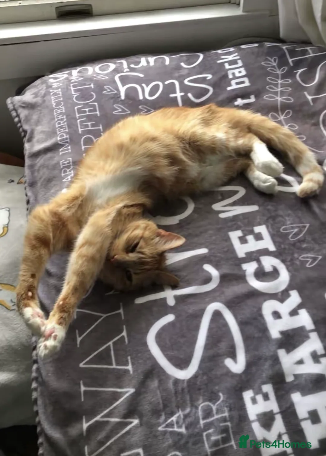 Mixed Breed cats for sale: Sweet Ginger Boy in Bury Saint Edmunds - Advert 2