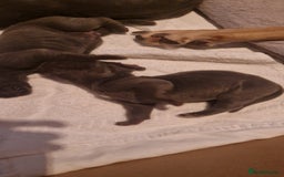 Great Dane dogs for stud: Great dane stud in Glasgow - Image 4