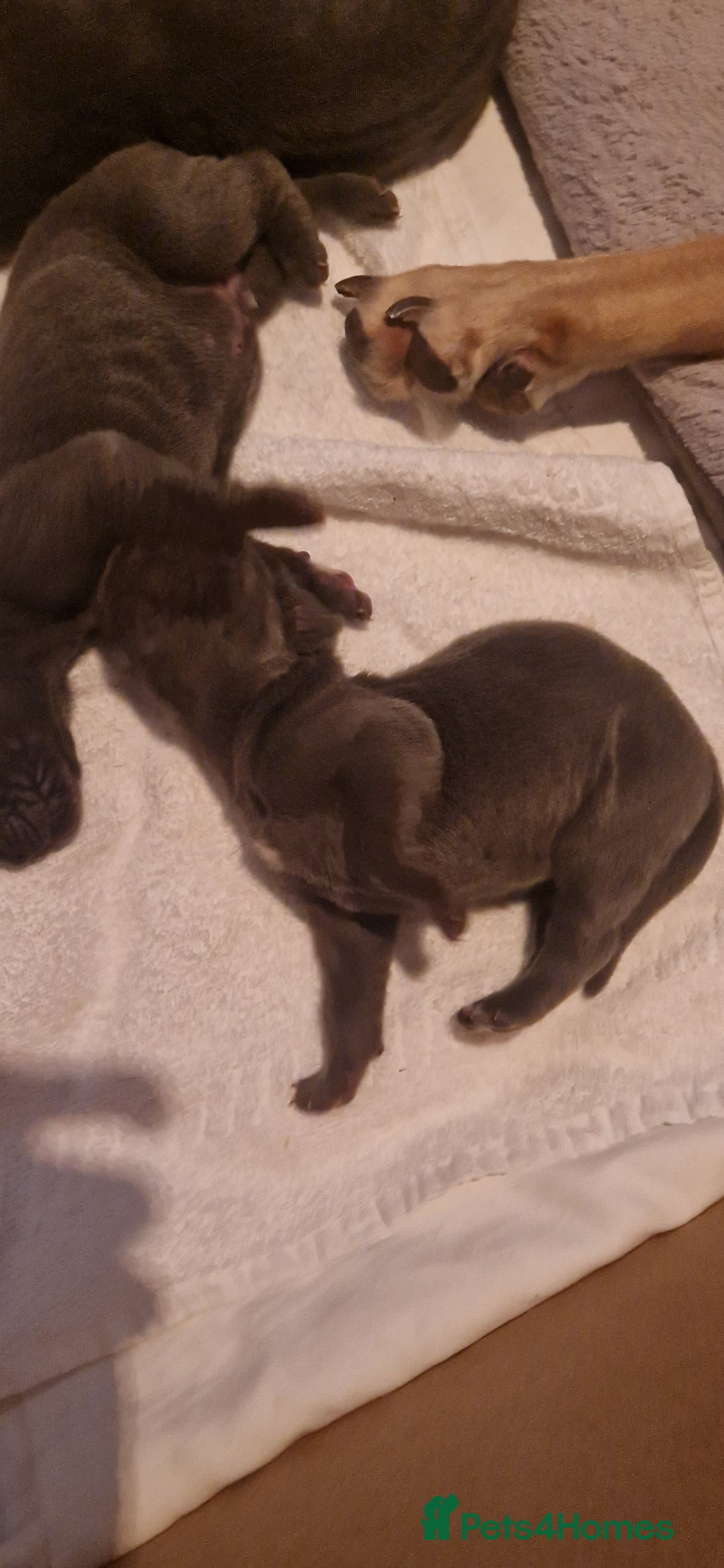 Great Dane dogs for stud: Great dane stud in Glasgow - Image 4