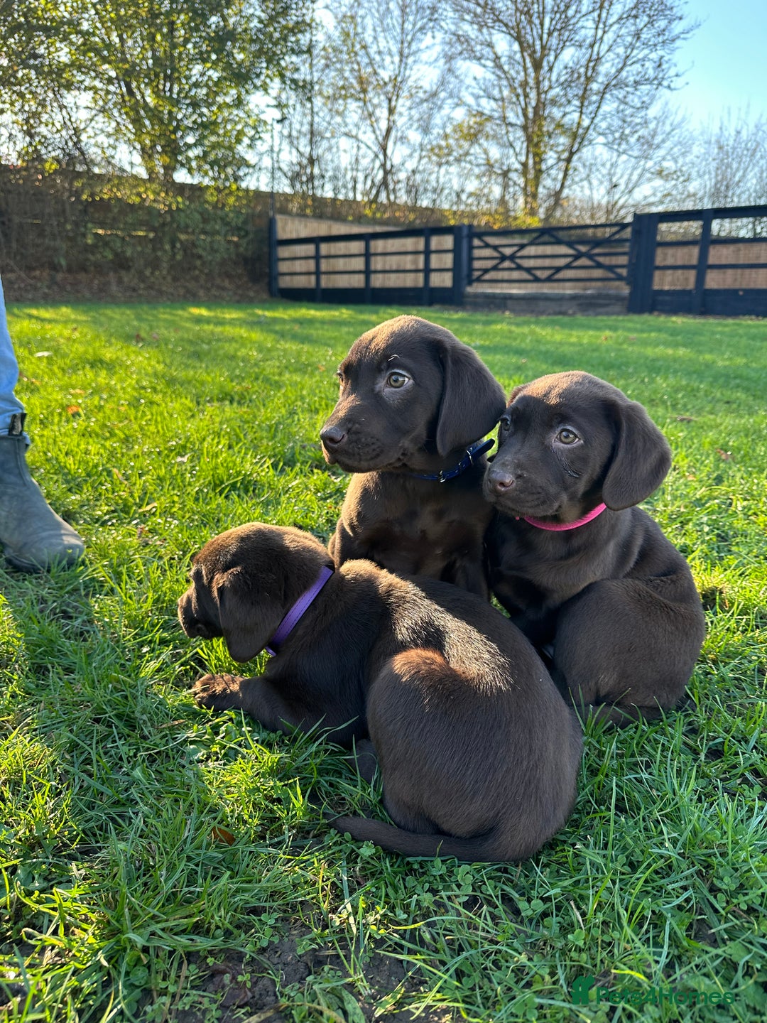 Labrador Retriever dogs for sale: Chocolate Labrador puppies  - Advert 13
