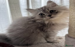 Persian cats for sale: Super cute Persian chinchilla kittens for Sale - Image 5
