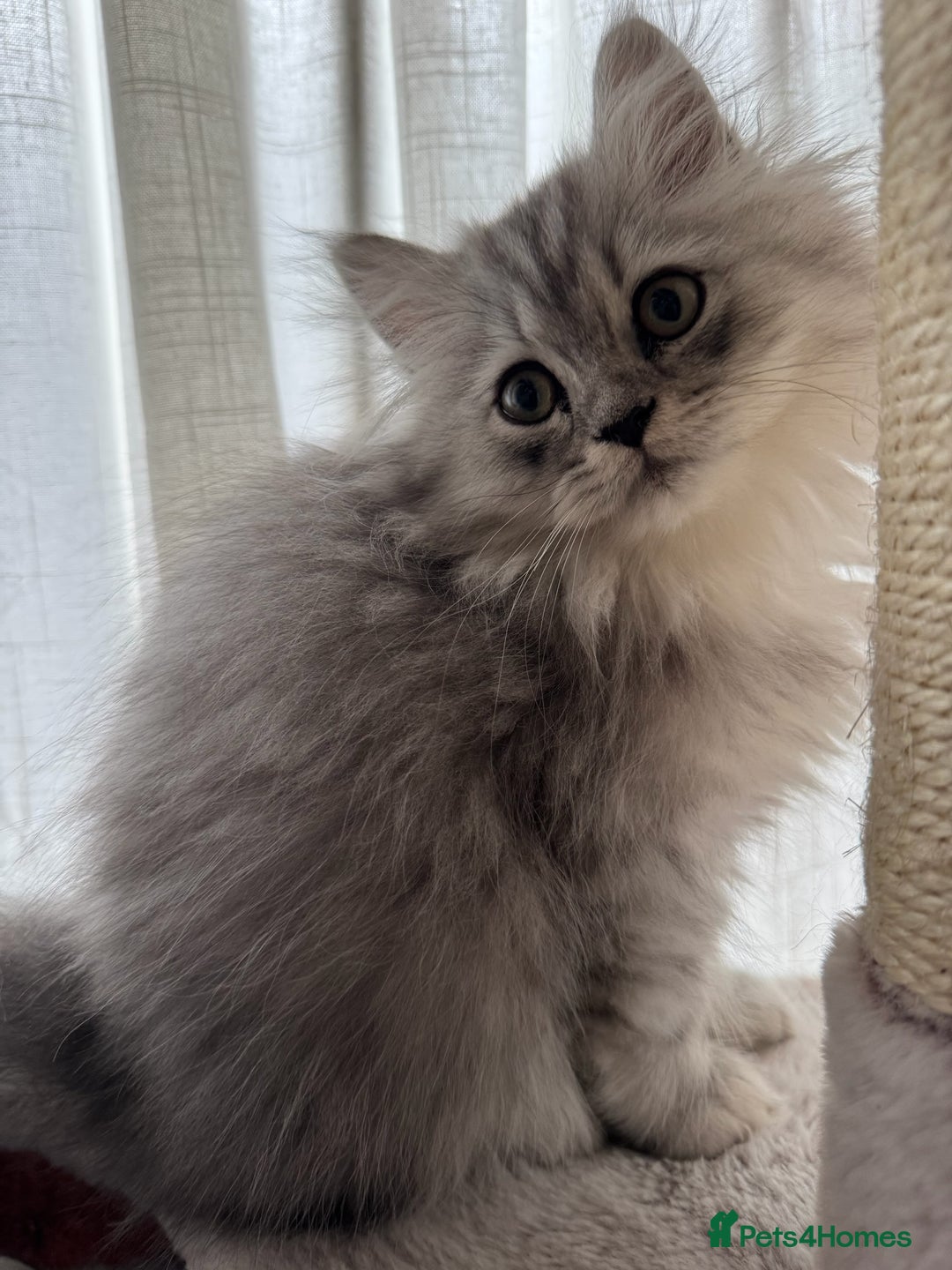 Persian cats for sale: Super cute Persian chinchilla kittens for Sale - Image 5