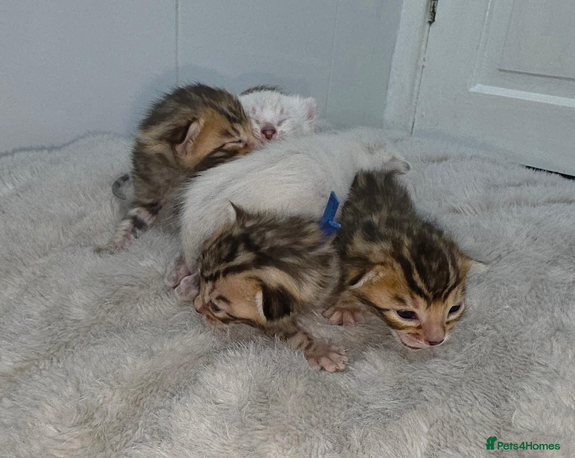 Bengal cats Home-raised TICA pedigree Bengal kittens - Advert 1