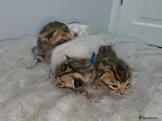 Bengal cats Home-raised TICA pedigree Bengal kittens - Advert 1