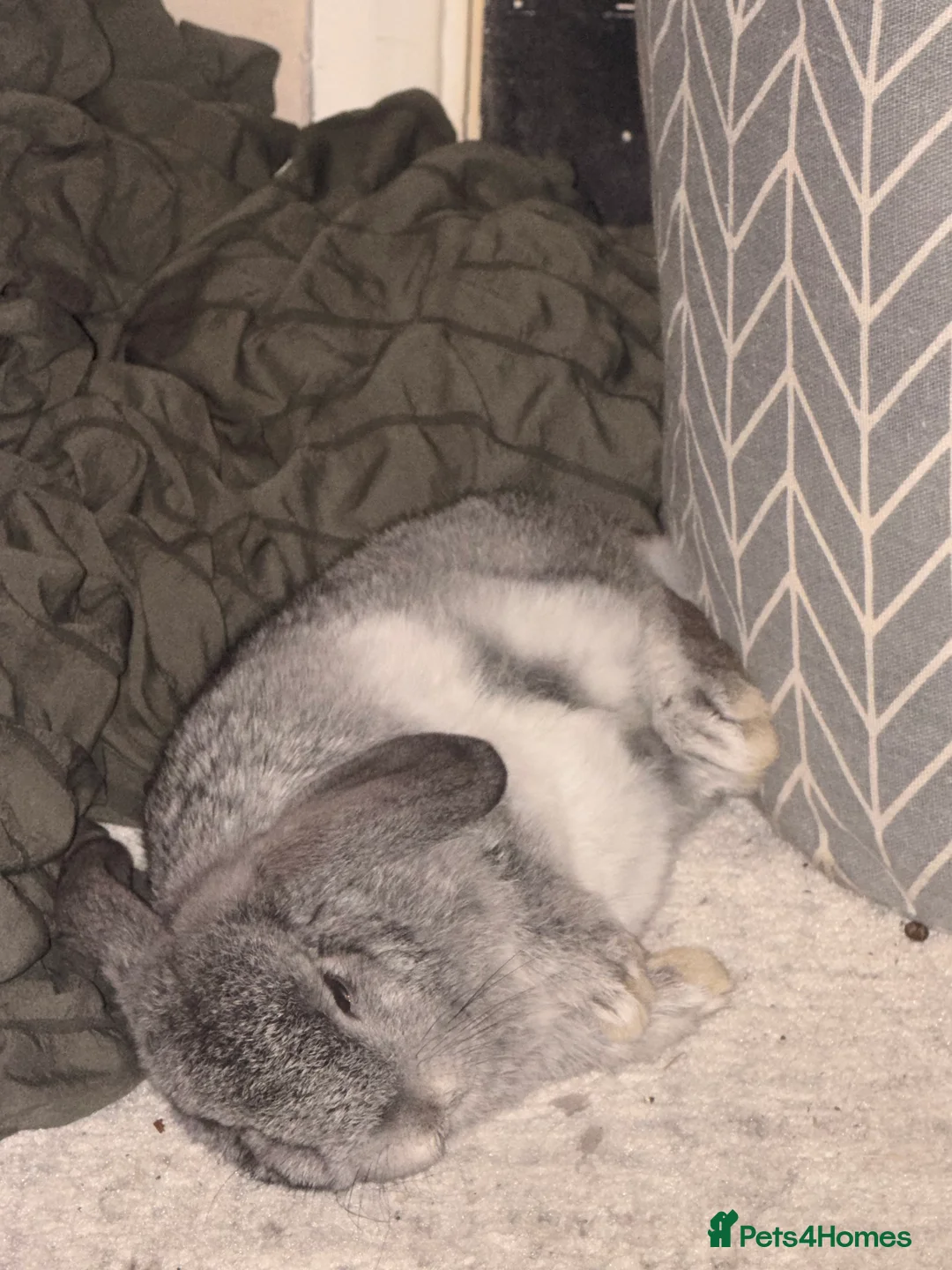 Mini Lop rabbits for sale: Two beautiful mini lop bunnies - Advert 5