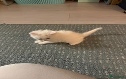 Ragdoll cats for sale: Ragdoll x British short hair kittens for sale  - Image 4