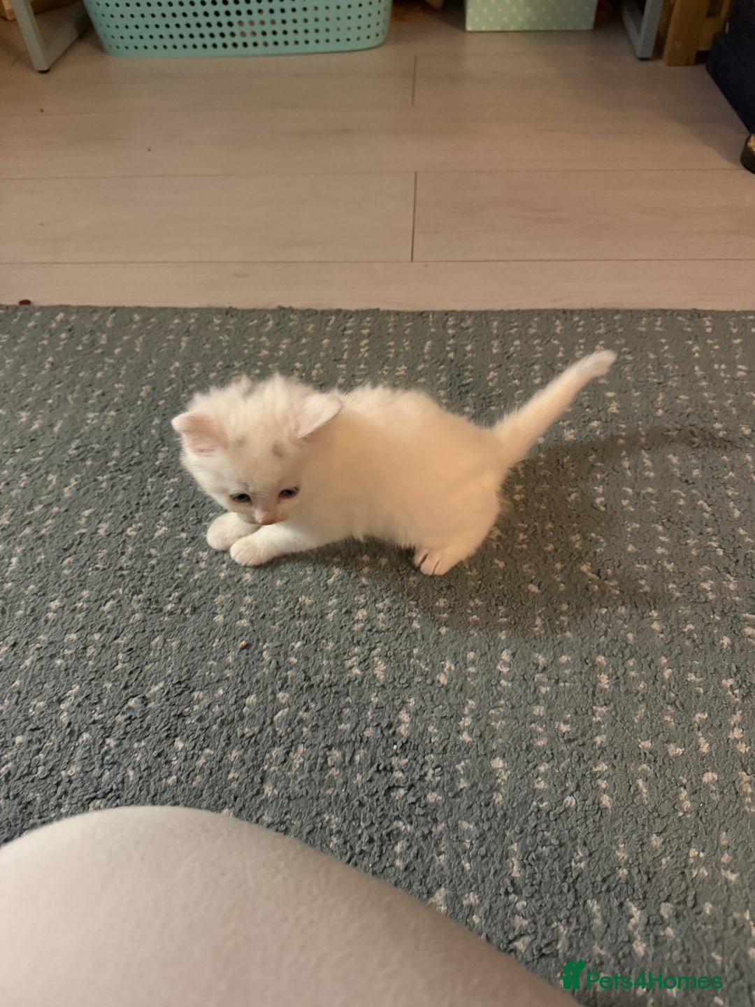 Ragdoll cats for sale: Ragdoll x British short hair kittens for sale  - Image 4