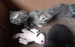 Mixed Breed cats for sale: Six beautiful mixed breed kittens  - Image 3