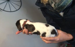English Springer Spaniel dogs for sale: English Springer Spaniel Puppies KC Registered - Image 23
