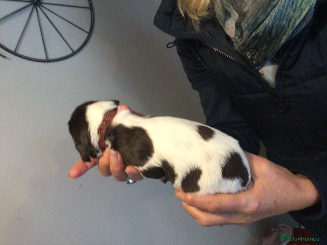 English Springer Spaniel dogs for sale: English Springer Spaniel Puppies KC Registered - Image 23