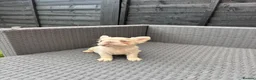 French Bulldog dogs for sale: REDUCED FlOODLE /French bulldogs - Advert 19