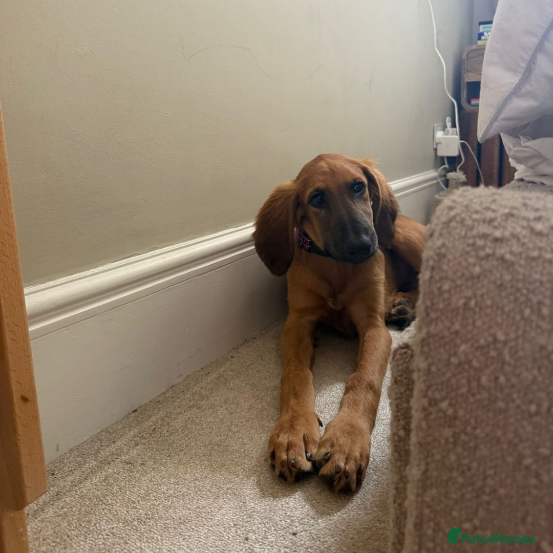 Mixed Breed dogs for adoption: Wren (Hound/Shepherd mix) - Image 14