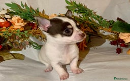 Chihuahua dogs for sale: Tiny chihuahua puppies  - Image 24