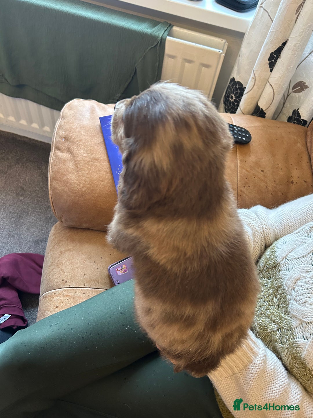 Cocker Spaniel dogs for sale: Cracking Cocker Spaniels  - Image 11