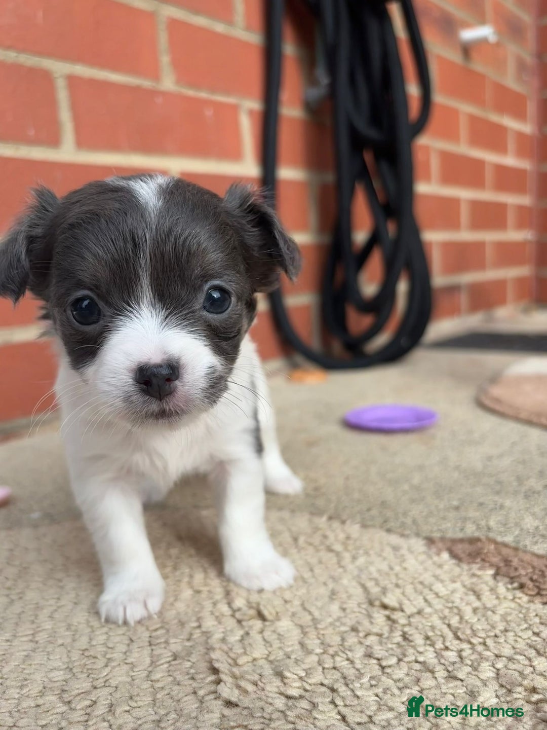 Chihuahua dogs for sale: Chihuahua Puppies ready for new HOME - Image 2