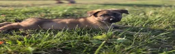 German Shepherd dogs for sale: Working line german shepherd puppies - Advert 17