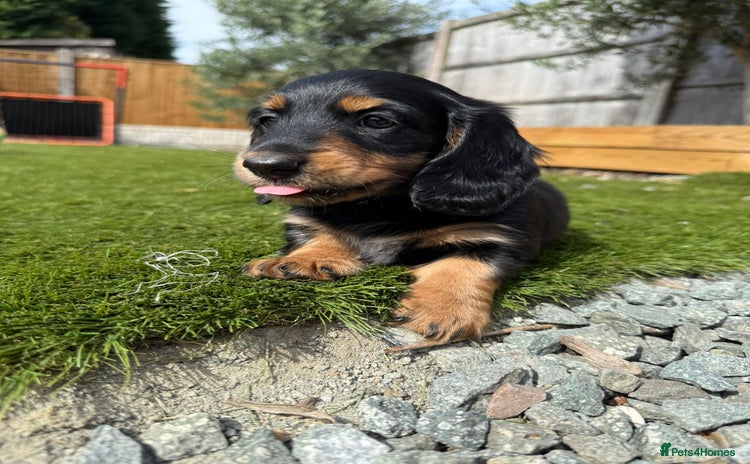 Miniature Dachshund dogs - Advert 4