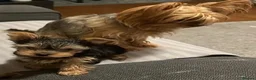 Yorkshire Terrier dogs for sale: Beautiful Yorkshire Terrier puppies for good homes in Cwmbran - Advert 2