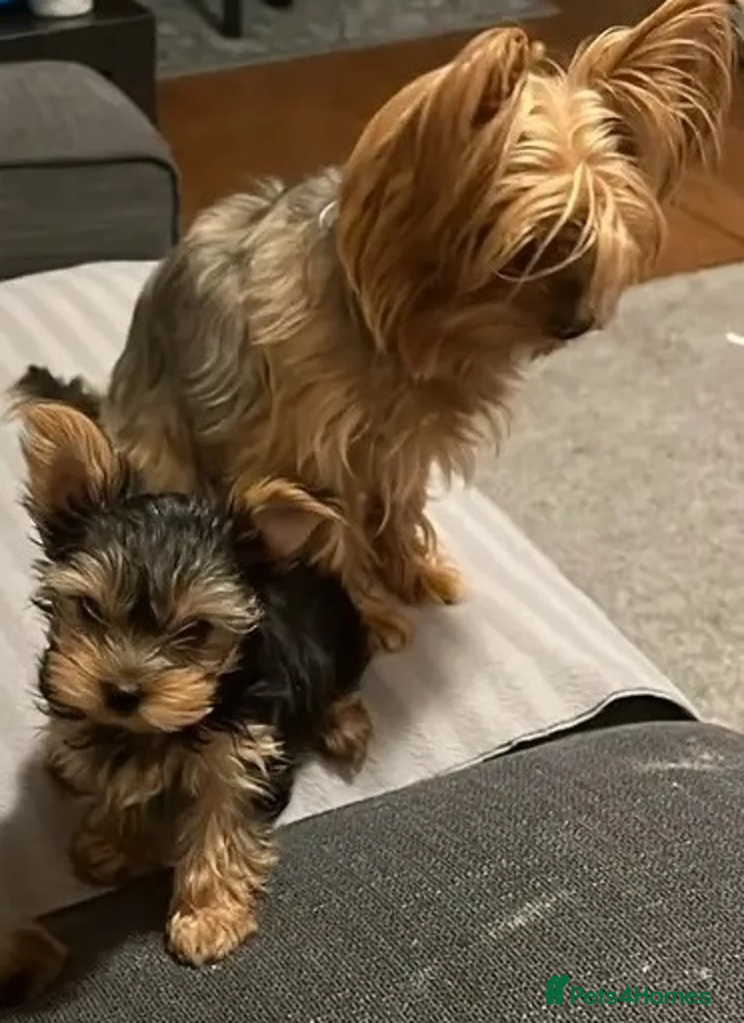 Yorkshire Terrier dogs for sale: Beautiful Yorkshire Terrier puppies for good homes in Cwmbran - Advert 2