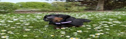 Miniature Dachshund dogs for sale: Stunning Miniature Dachshunds - Advert 6