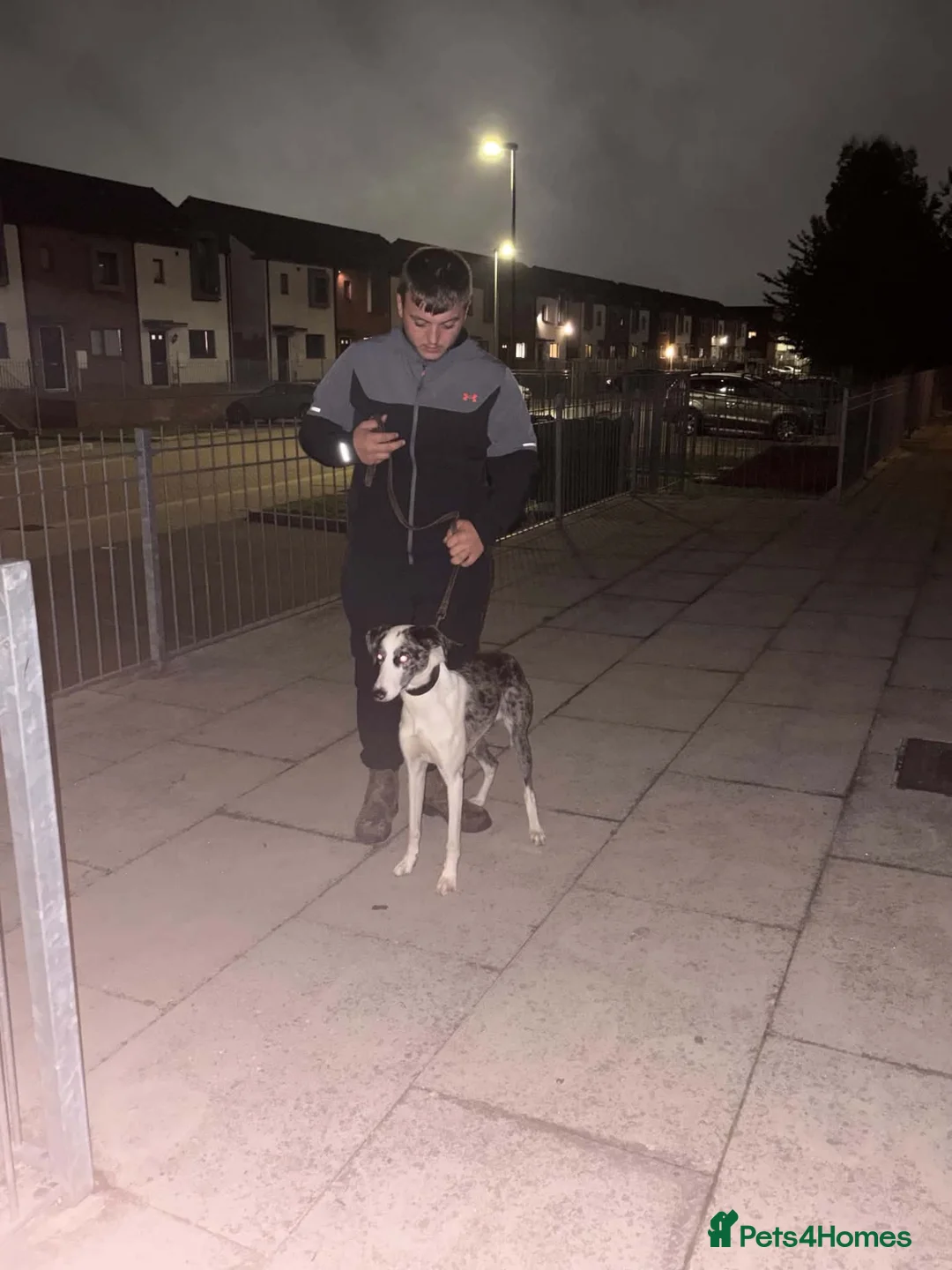 Lurcher dogs for sale: saluki bull grey cross saluki collie grey  - Advert 2