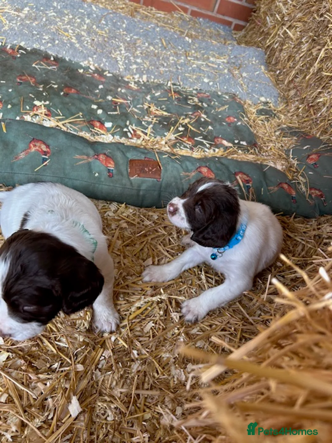 English Springer Spaniel dogs for sale: KC Registered English Springer Spaniel Puppies in Birmingham - Advert 5