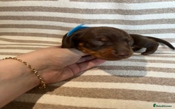 Miniature Dachshund dogs for sale: Beautiful Miniature dachshunds🐶🤎 - Advert 15