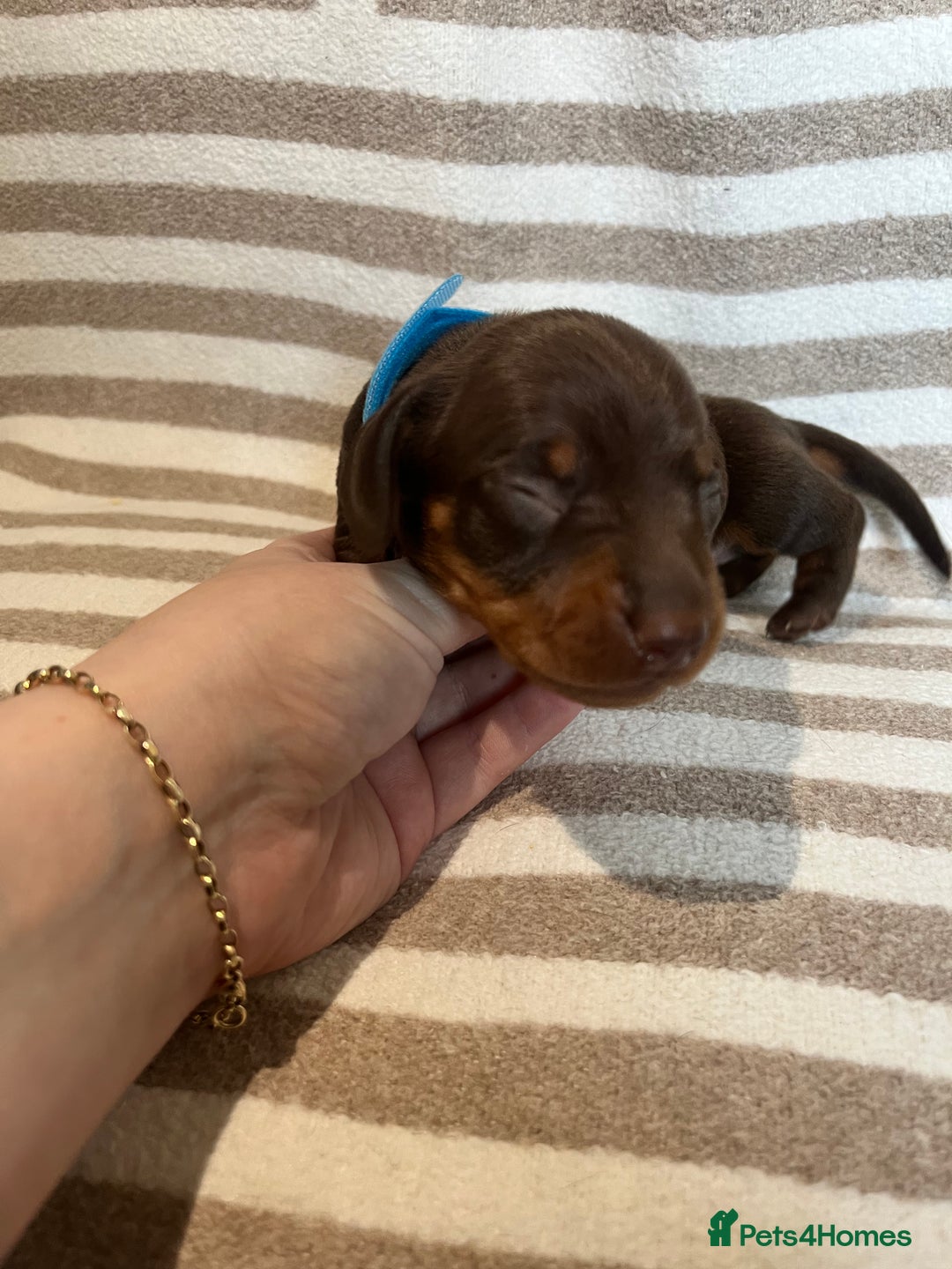 Miniature Dachshund dogs for sale: Beautiful Miniature dachshunds🐶🤎 - Advert 15