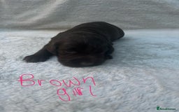 Cocker Spaniel dogs for sale: 9 beautiful cocker spaniel puppies - Image 6