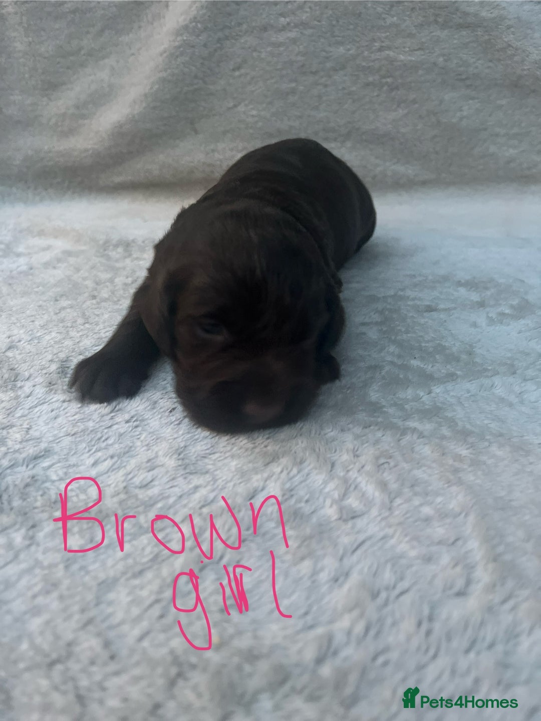 Cocker Spaniel dogs for sale: 9 beautiful cocker spaniel puppies - Image 6
