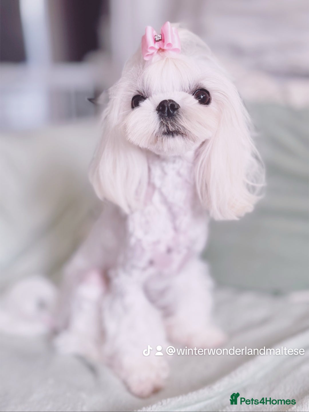 Maltipoo dogs for sale: ✨Luxury Teddy Face Korean/Asian Maltipoo Babies✨ - Image 2