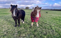 Welsh Section A horses for sale: Tame Gelding etm 11.2hh Kids Lead Rein Riding Pony - Advert 8