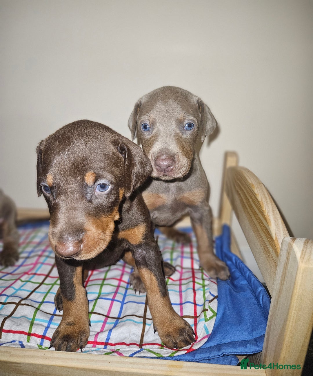 Dobermann dogs for sale: International Champ Bloodlines Pups Ready 25th DEC - Advert 11