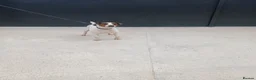 Jack Russell dogs for sale: JACK RUSSELL FEMALE NEEDS NEW HOME - Advert 3