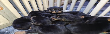Rottweiler Puppy 2