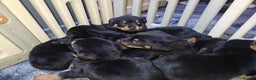 Rottweiler dogs for sale: Rottweiler puppy - Advert 3