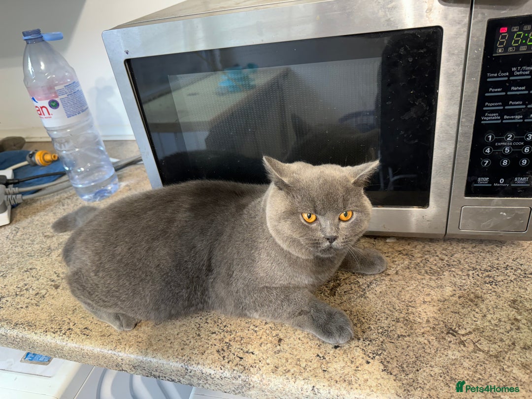 British Shorthair cats for sale: British shorthair lilac and blue - Advert 23