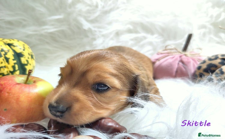 Miniature Dachshund dogs - Advert 15